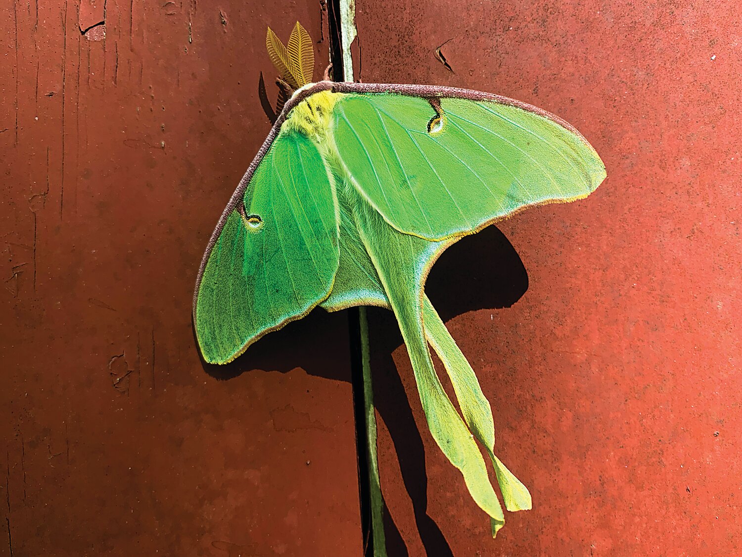 “Luna Moth” by Sydney Vine is a 2023 Friends of Princeton Open Space Photo Contest entry.