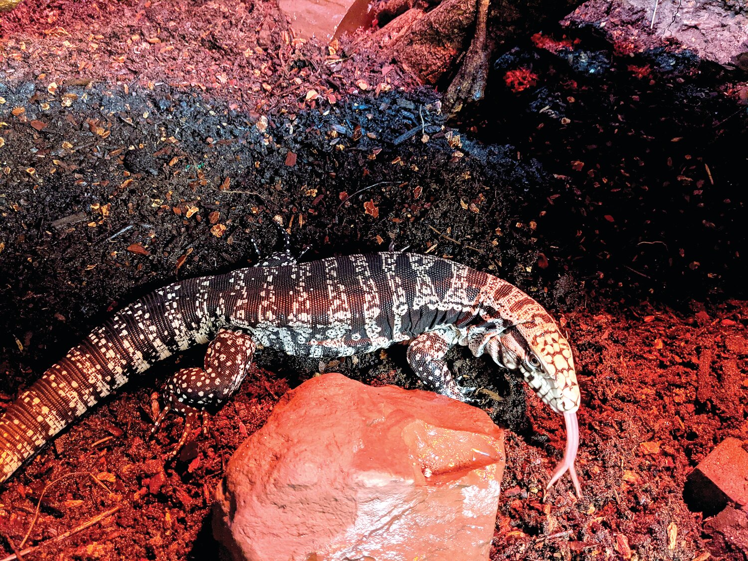 Pearl the Argentine Black and White Tegu lizard is having a 4th birthday party on May 3.