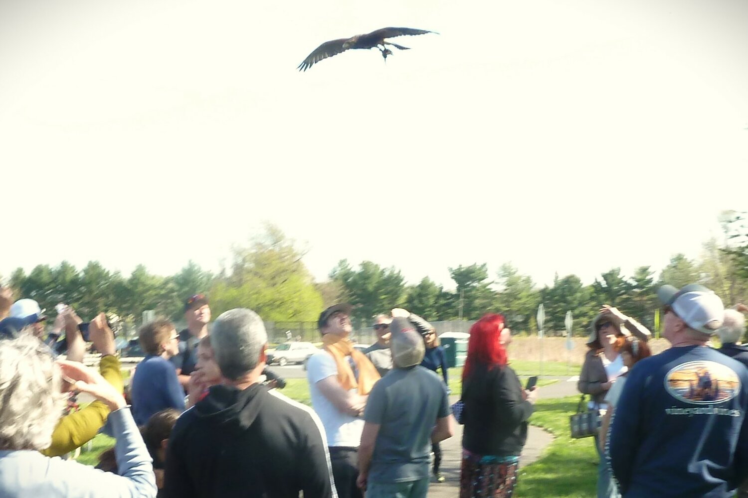 The crowd watches a hawk in flight.