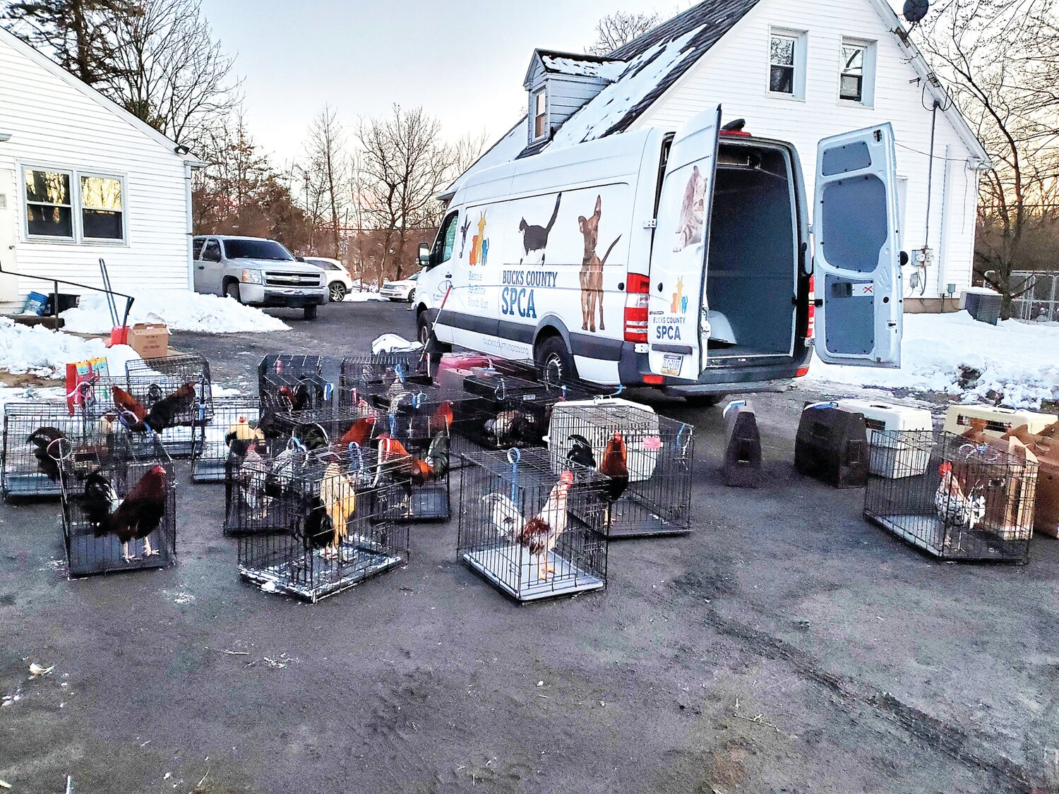Roosters and hens rescued from a house in Plumstead Township where authorities discovered a cockfight in progress are relocated to safe, individual spaces by the Bucks County SPCA.