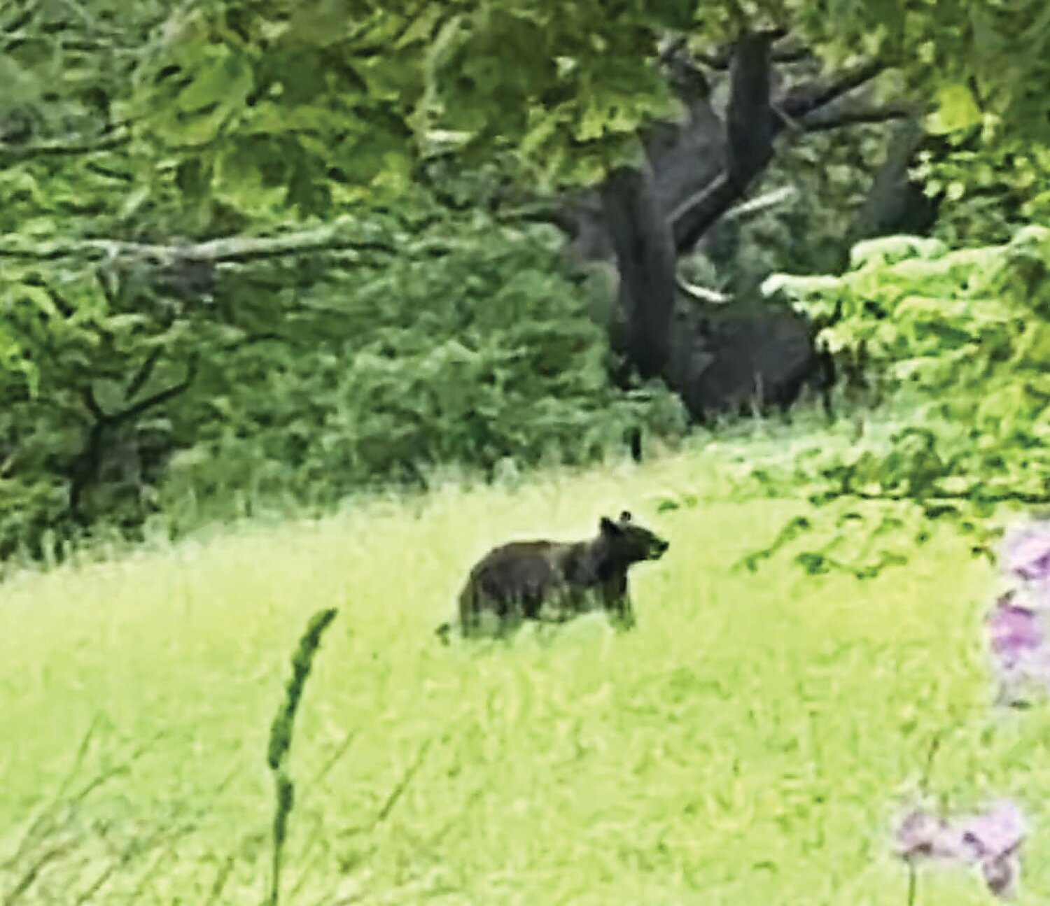 A black bear was spotted May 18 in Tinicum. A bear was also seen in Solebury two days later.