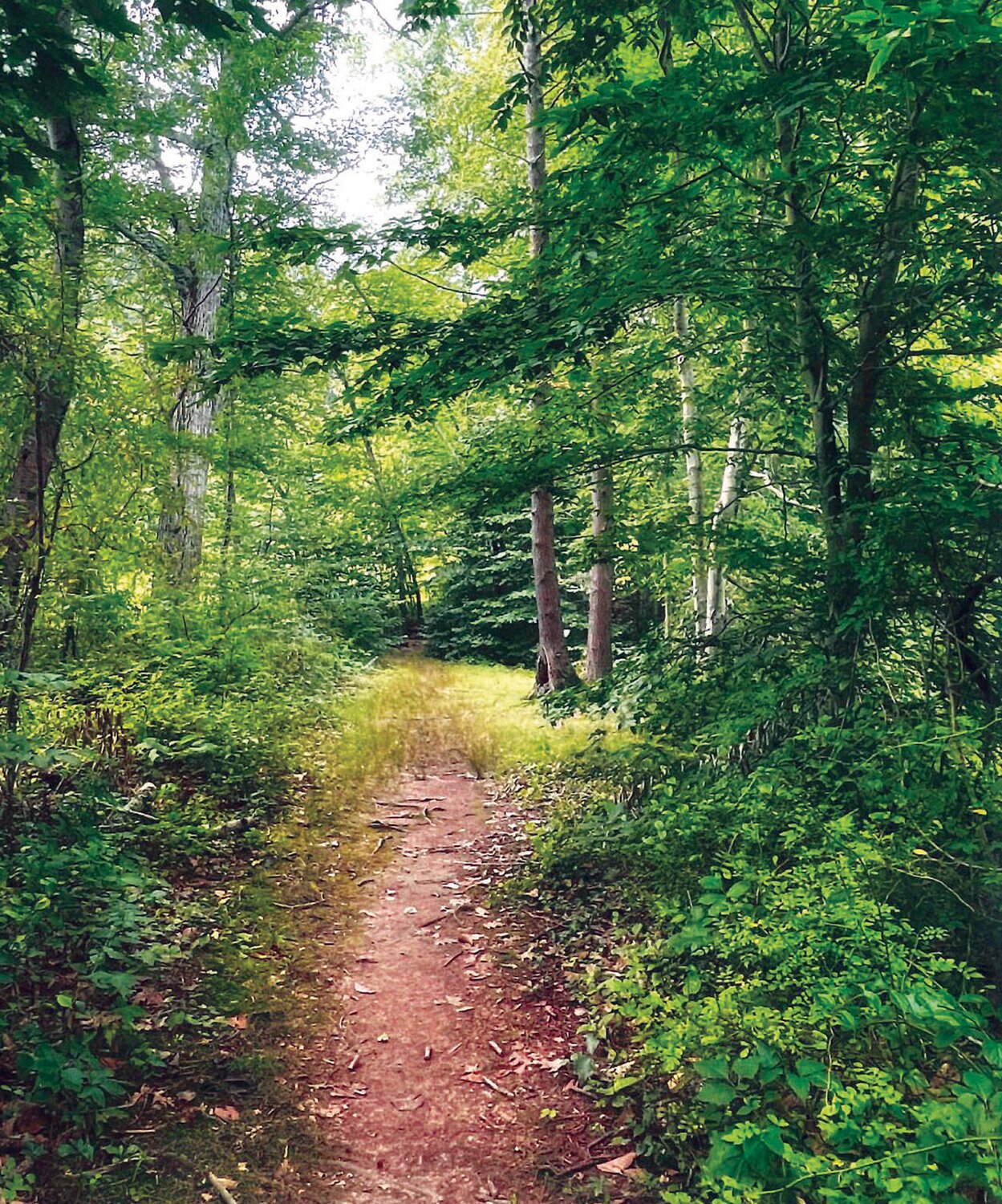The cover of the 2022 “Inventory of Natural Resources“ shows a path through woods in the Honey Hollow Watershed.