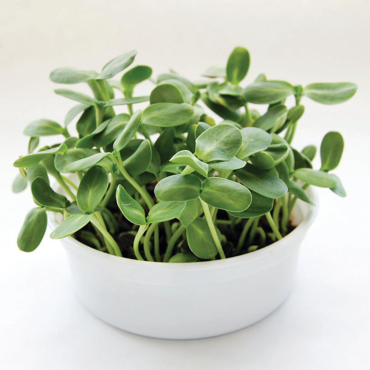 Any microgreens can be grown in soil and most varieties can also be grown hydroponically.