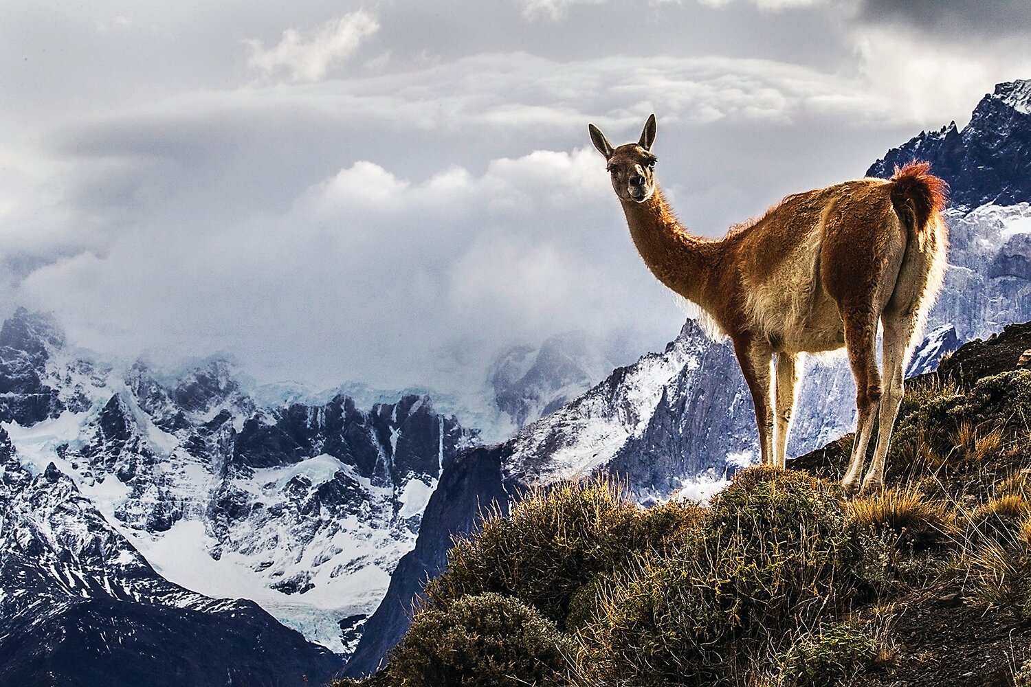 “Guanaco (Lama Guanicoe) Chile Patagonia” is a photograph by Ilya Raskin.