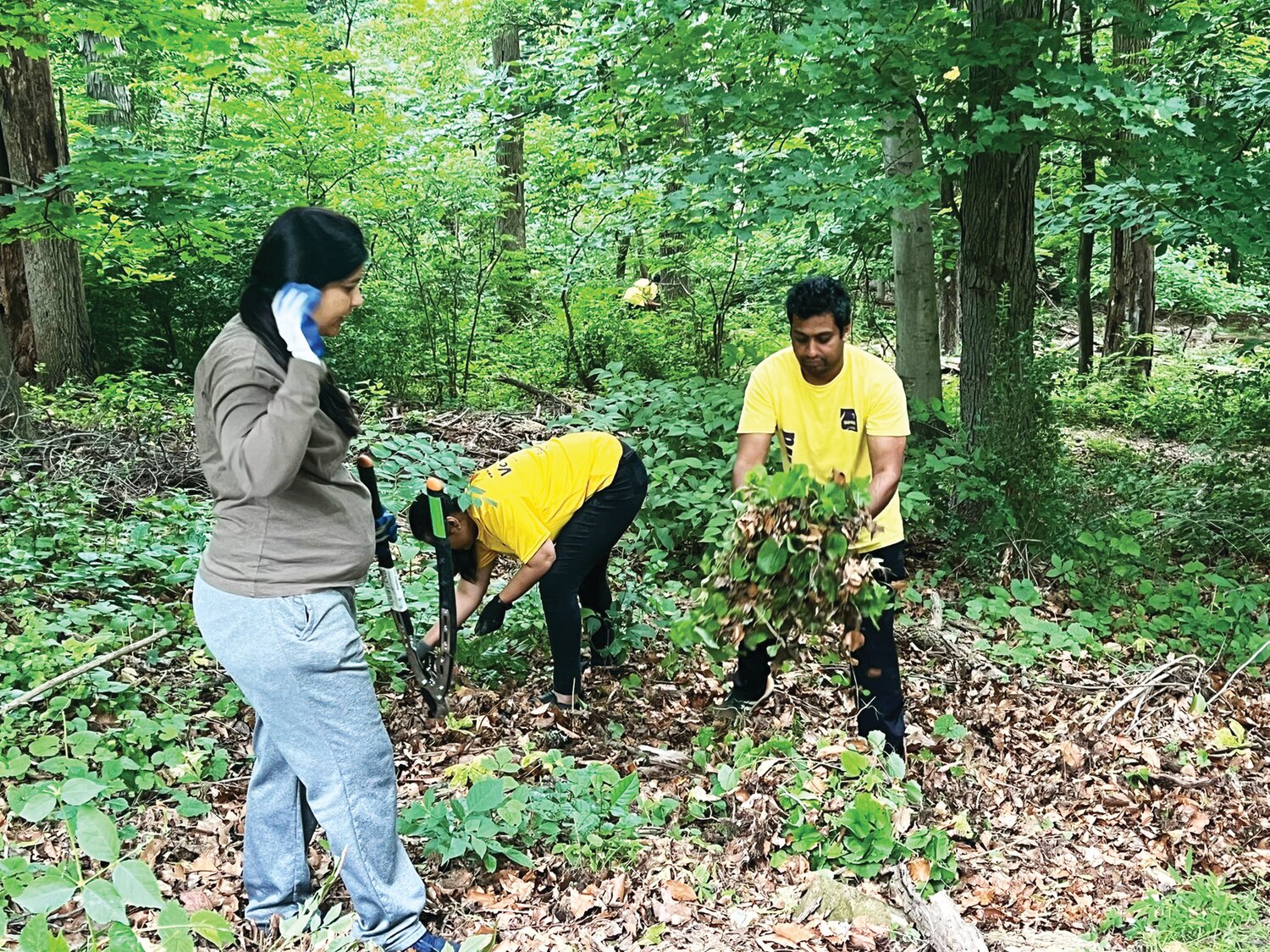 Workers identified and removed several invasive species from a forest in Lambertville recently.