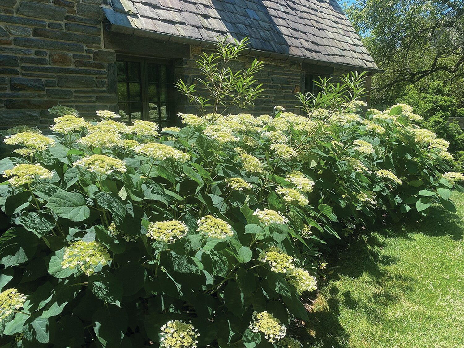 The Mt. Cuba Center in Delaware ranked “Haas’ Halo” as one of the best performers for attracting pollinators.