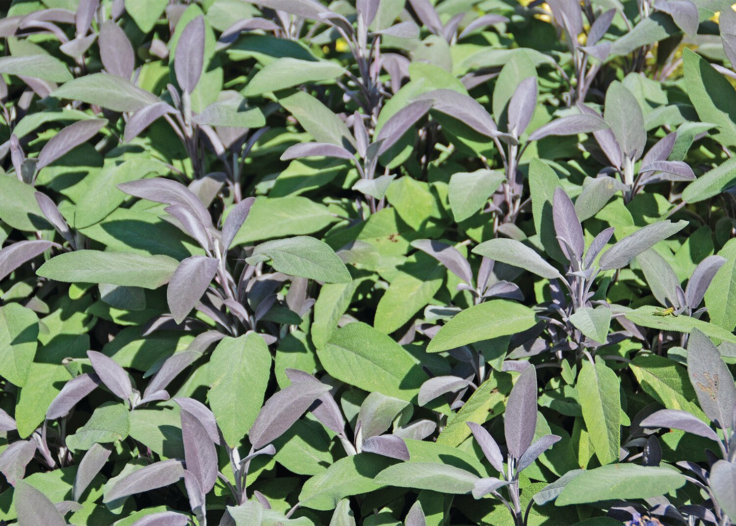 Sage leaves can be brewed into tea to soothe sore, irritated throats.
