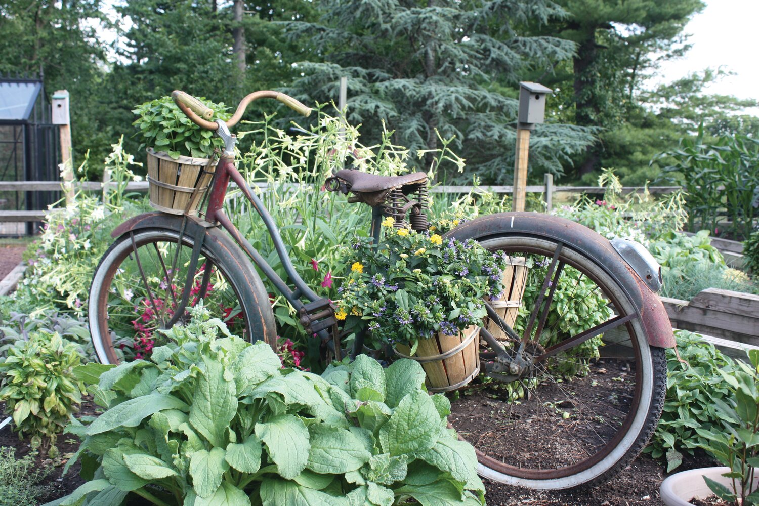 An older bicycle adds a bit of whimsy to one of the gardens.