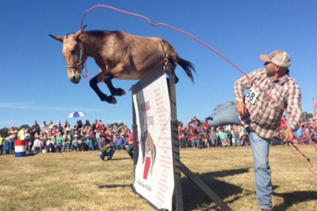 Ozark Mule Days 2019 features second Mule Makeover | Christian County