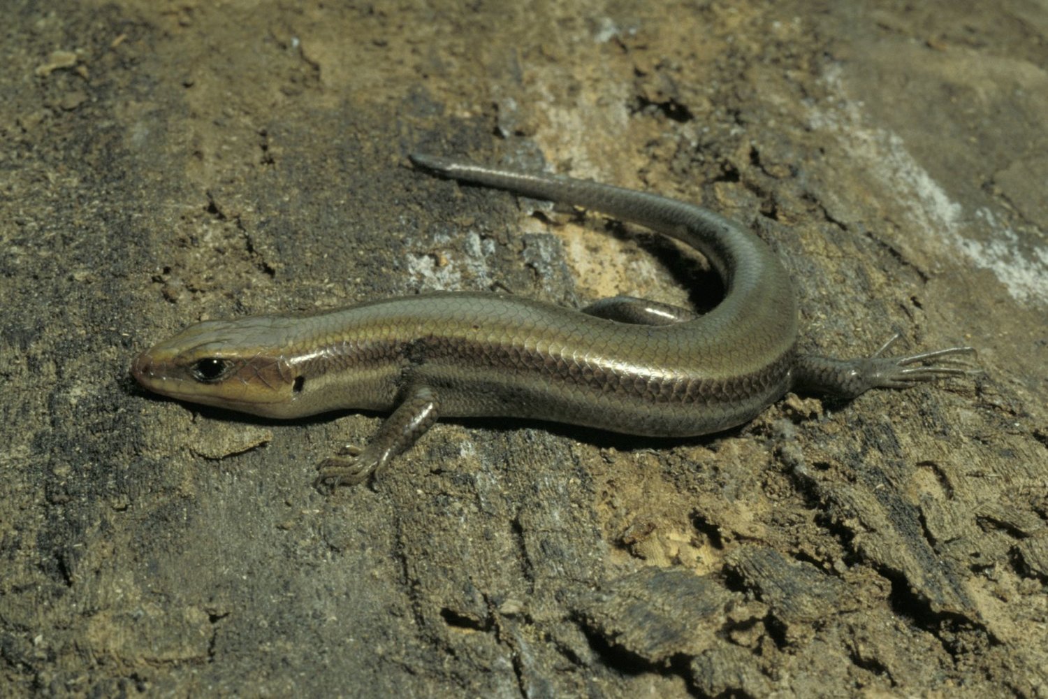 Skinks, Missouri's adorable lizards Christian County Headliner News