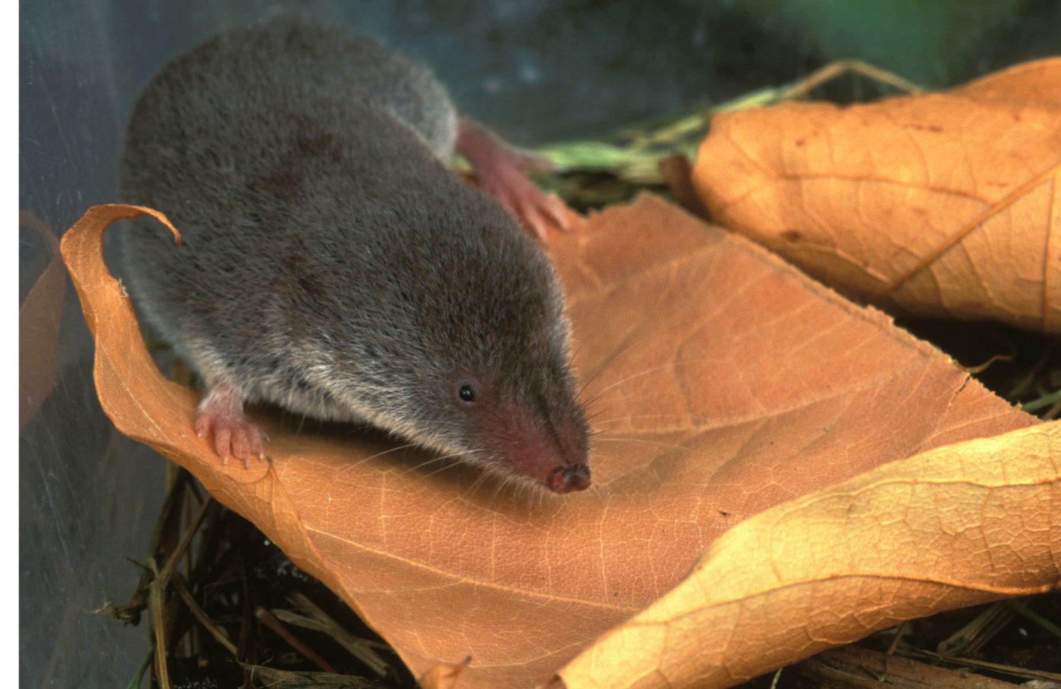 critter-of-the-week-short-tailed-shrew-christian-county-headliner-news