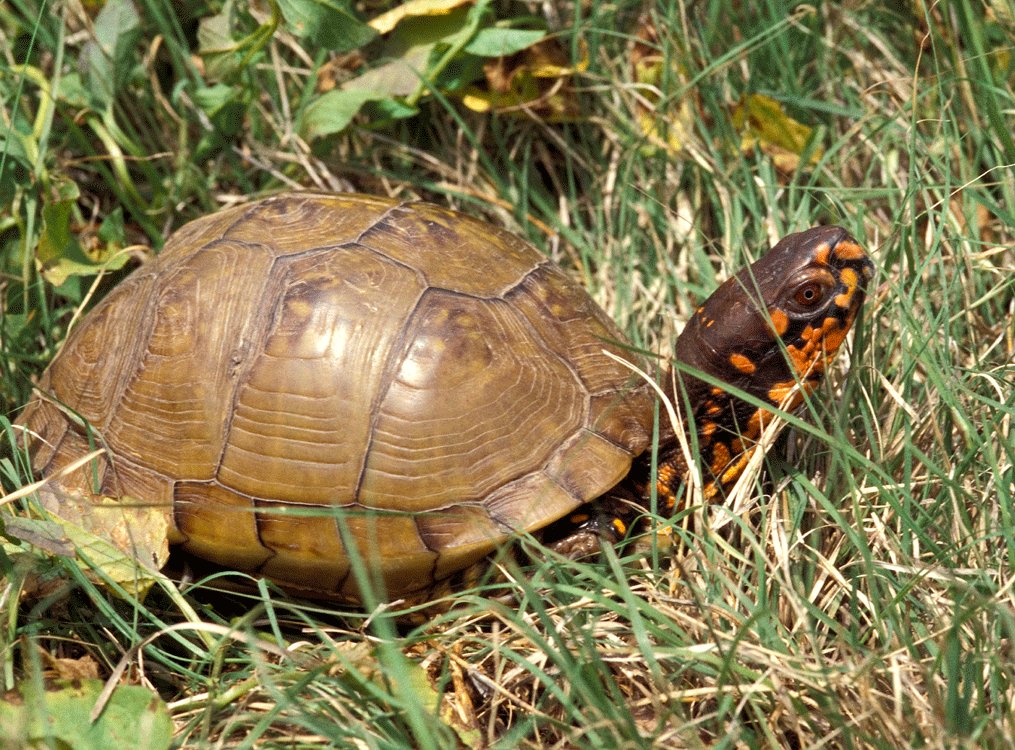 Critter of the Week: Three-toed box turtle | Christian County Headliner ...