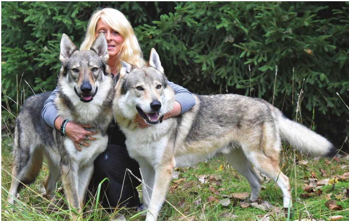 Meet Mikey Lansing S Czechoslovakian Wolfdog Superstar City Pulse