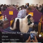 An image of The Guardian US Periscope broadcast at the Westminster Kennel Club dog show.