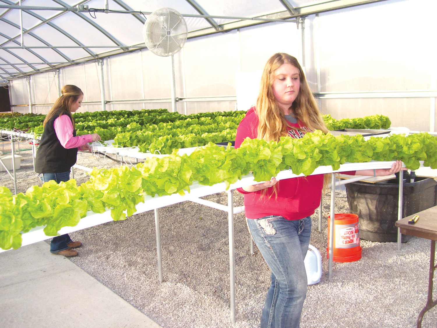Lettuce production lets students learn about ag Harrison Daily