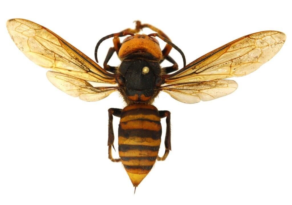‘This Is Not a Species We Want’ as State Readies to Trap Asian Giant Hornets Along Border