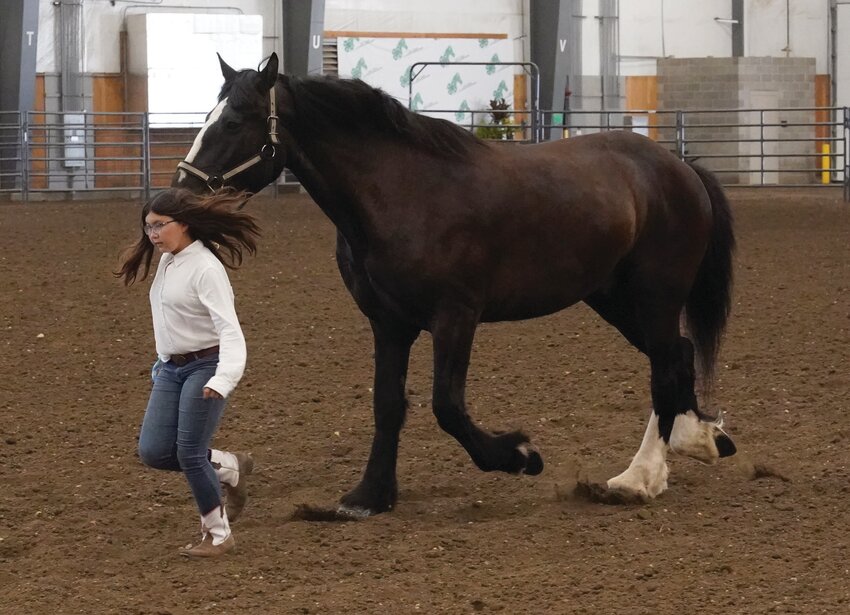 Claire Sullivan from Kingsbury County leads her horse during the Junior Draft Showmanship.