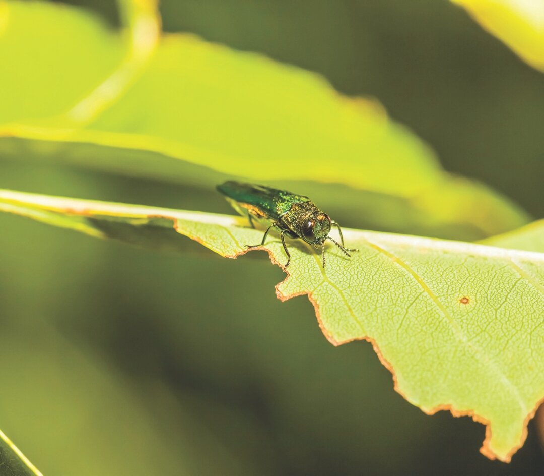 Emerald ash borer confirmed in Brookings - Brookings Register