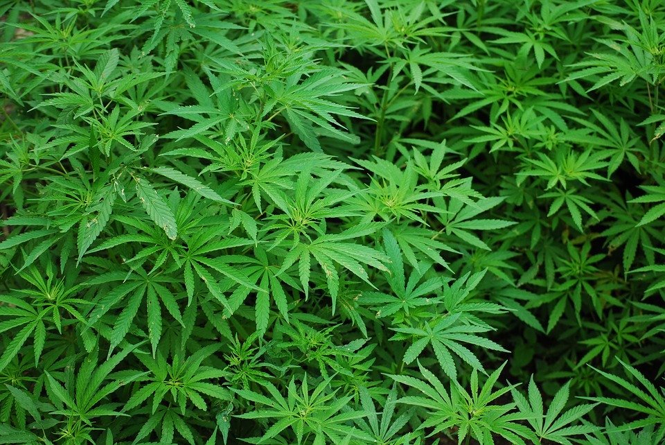 Breaking News: Handful approved for next round of medical marijuana facilities