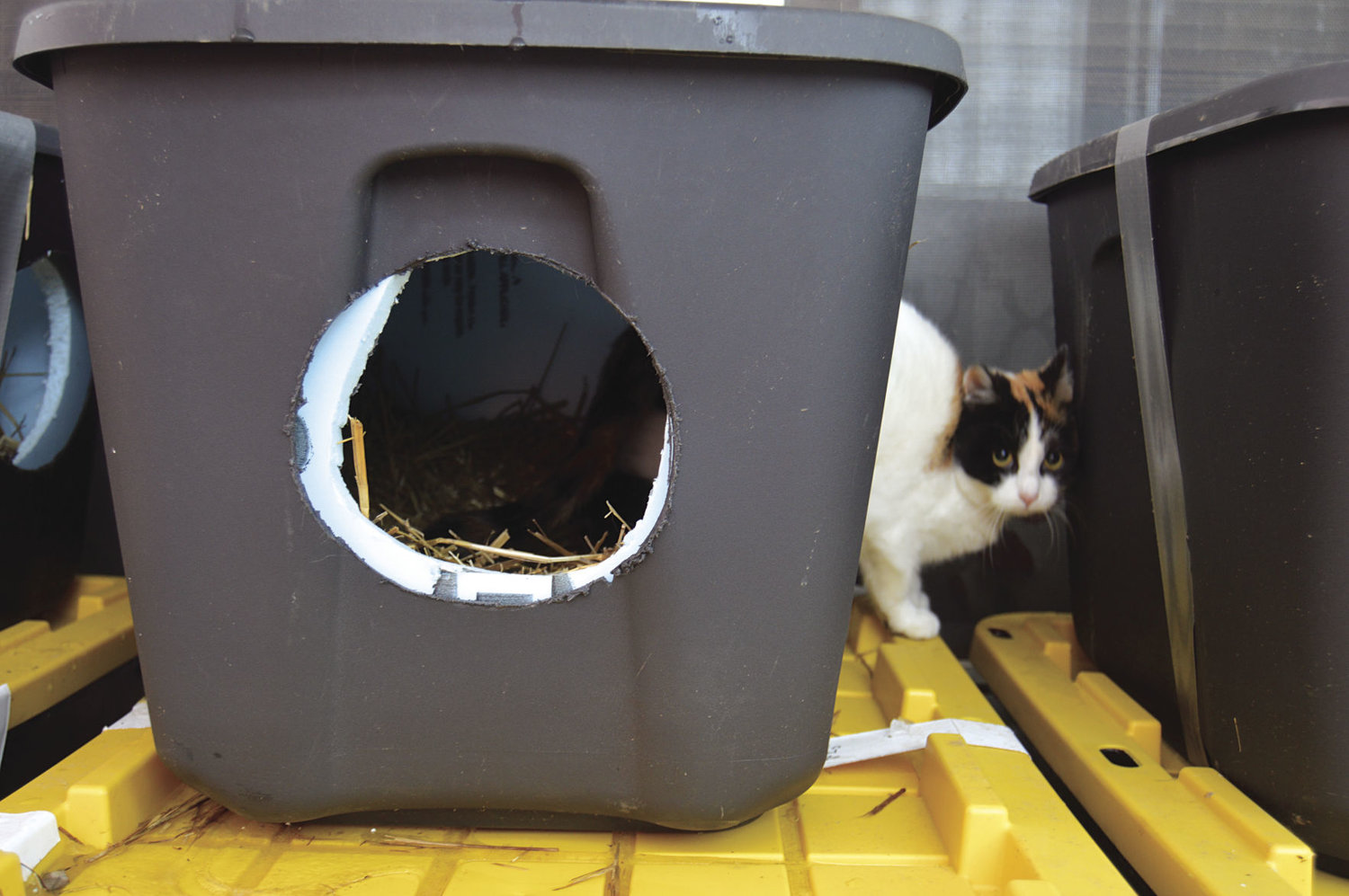 Stray cats seek warmth in 200 homemade shelters Sedalia Democrat