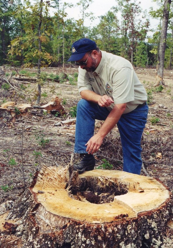 Photos like this, showing what loggers are doing to den trees on public areas, may not be legal anymore.